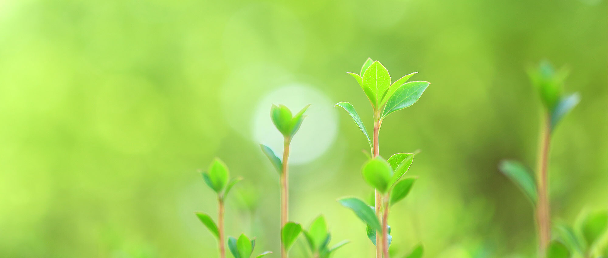 船橋市高根台、高根公団駅近く、調剤薬局